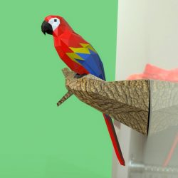 Chim Parrot Ngũ sắc